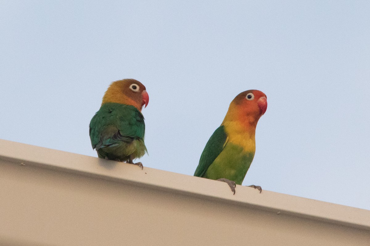 lovebird sp. - Clinton S. Boyd