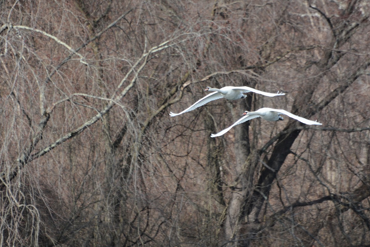 Cygne tuberculé - ML536902101