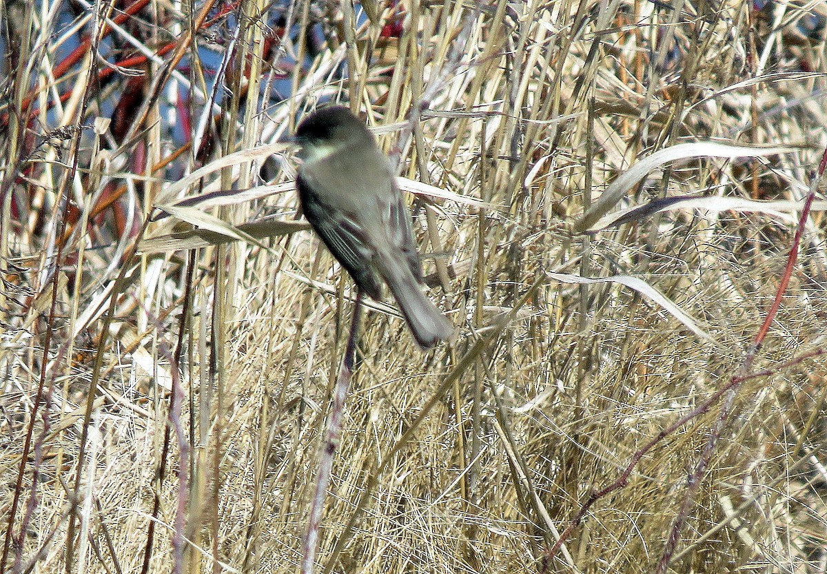 Eastern Phoebe - ML53690221