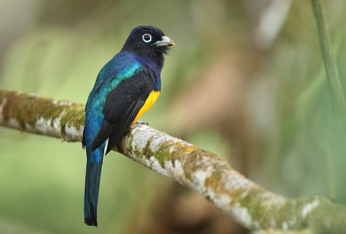 White-tailed Trogon - Sam Zhang