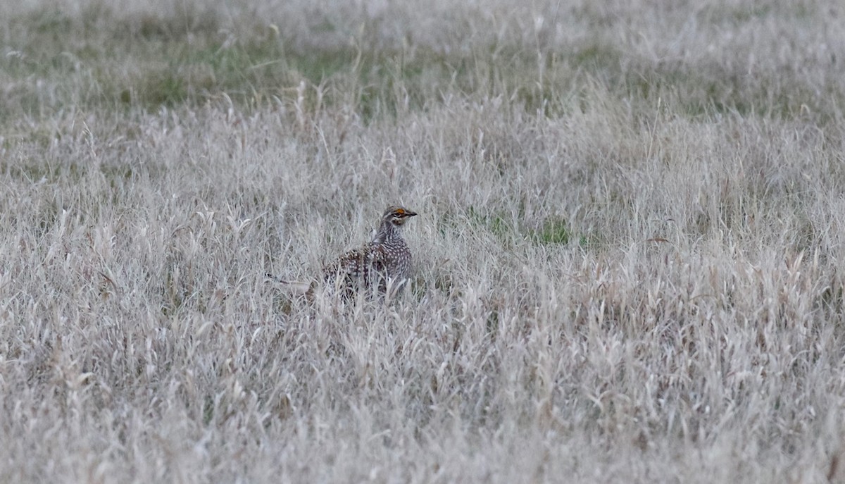 Sharp-tailed Grouse - ML53690241