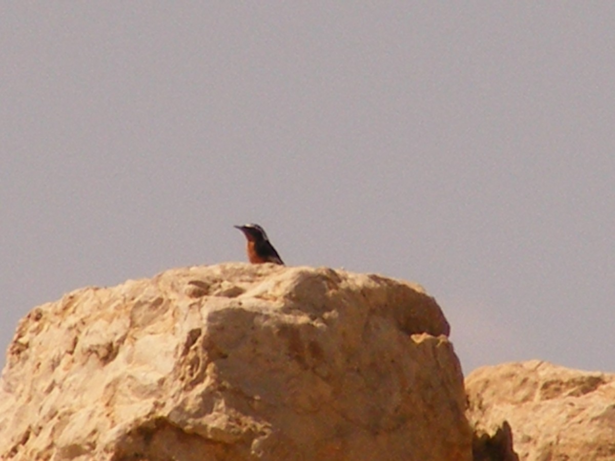 Moussier's Redstart - ML536903201