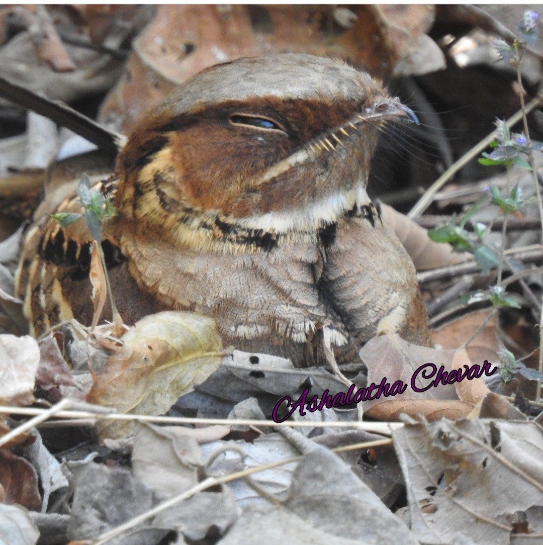 Jerdon's Nightjar - Ashalatha  Chevar Kapikad