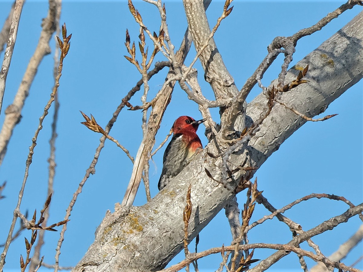 Red-breasted Sapsucker - ML536903411