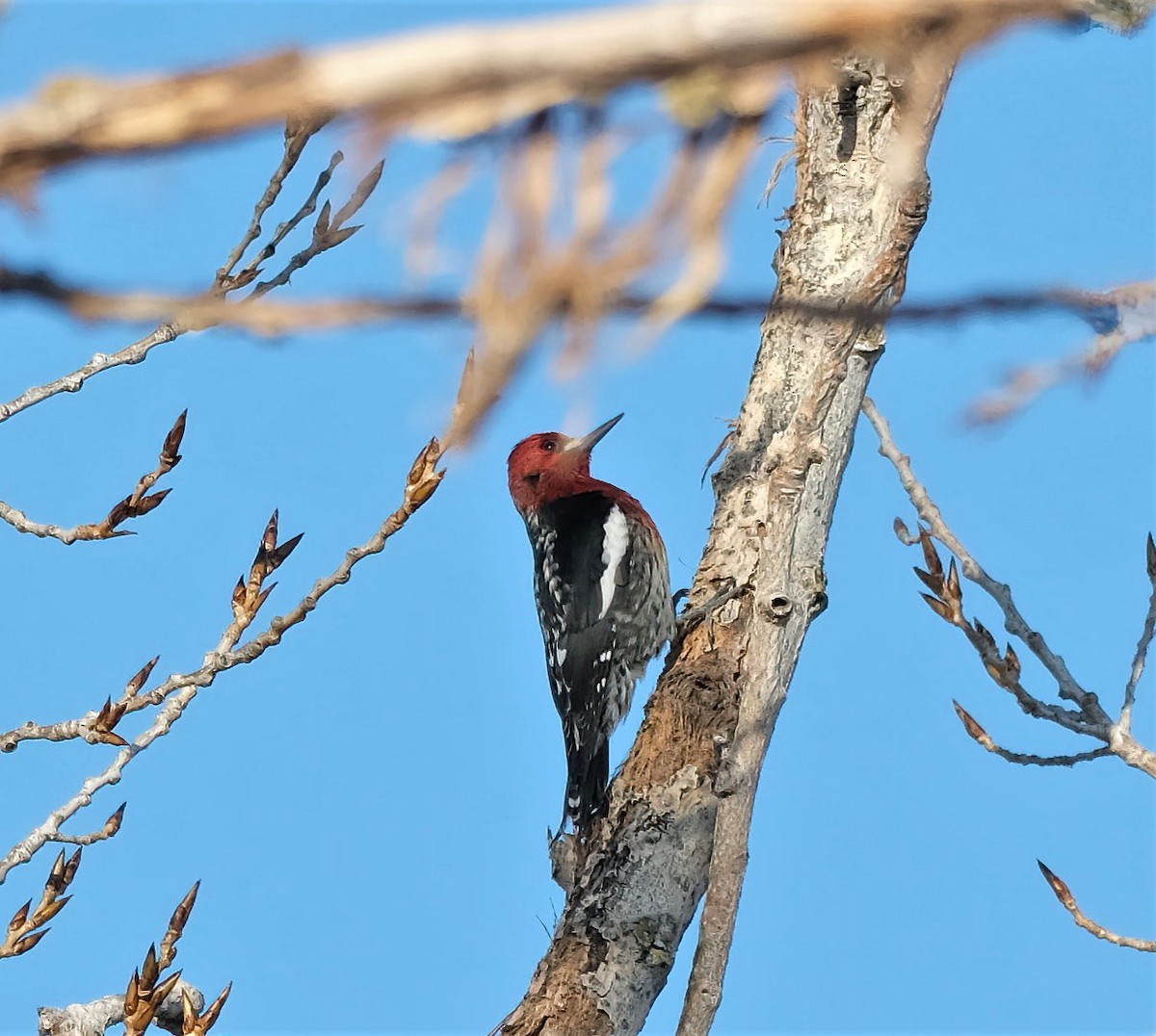 Red-breasted Sapsucker - ML536903451