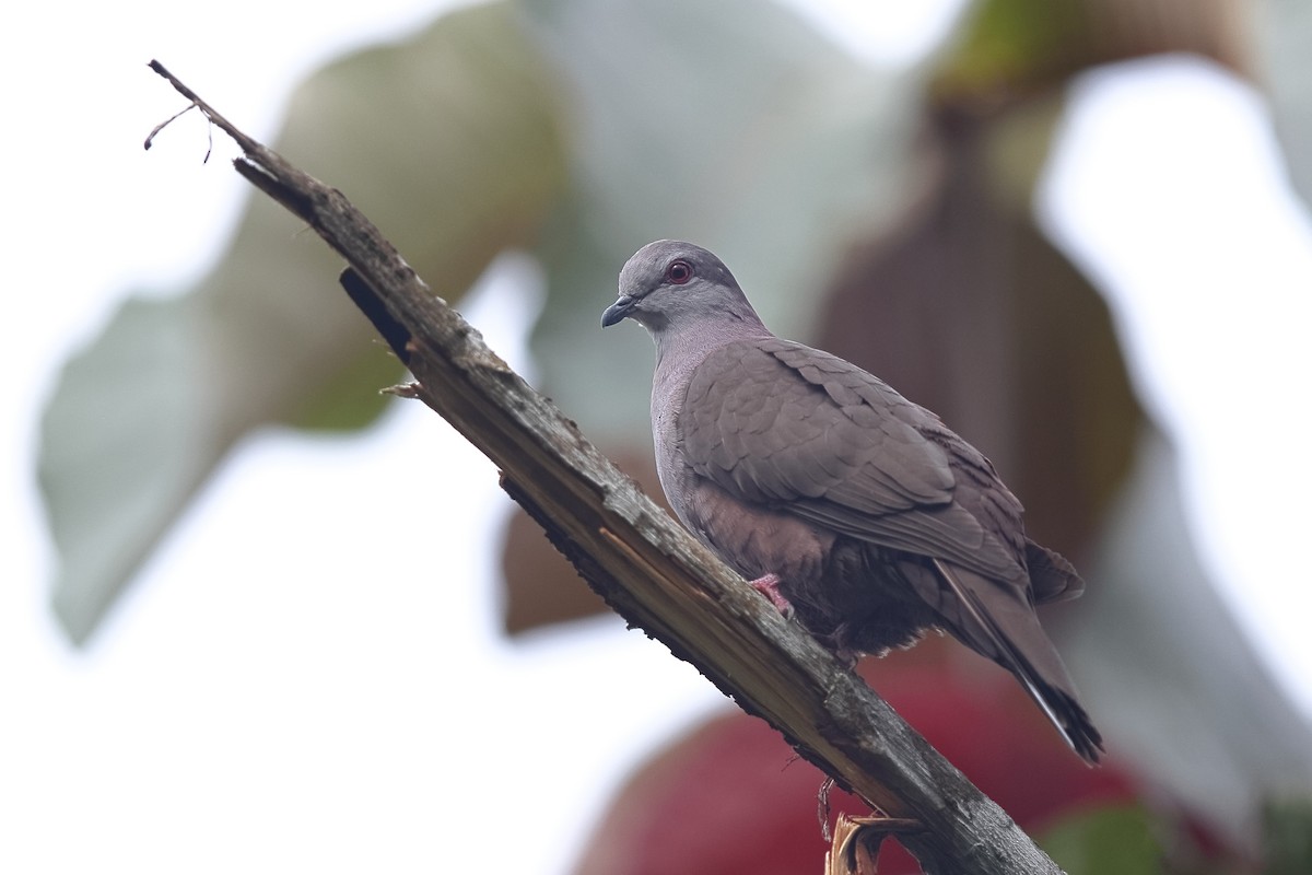 Dusky Pigeon - ML536903751