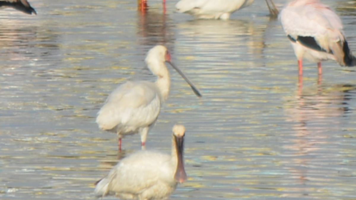 African Spoonbill - ML536904711