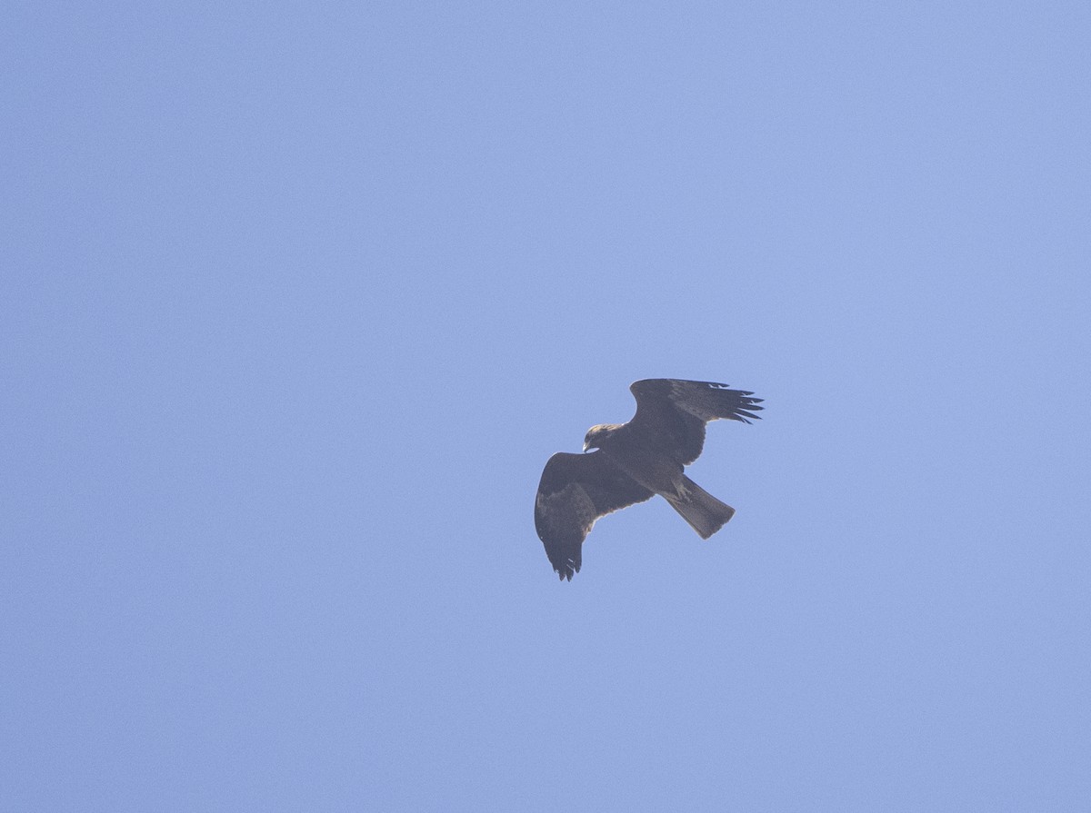 Booted Eagle - Rakesh Das