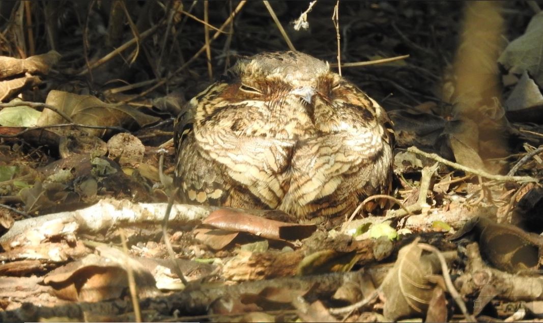 Common Pauraque - ML536904991