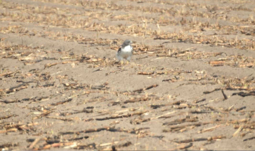 White-tailed Hawk - ML536905261