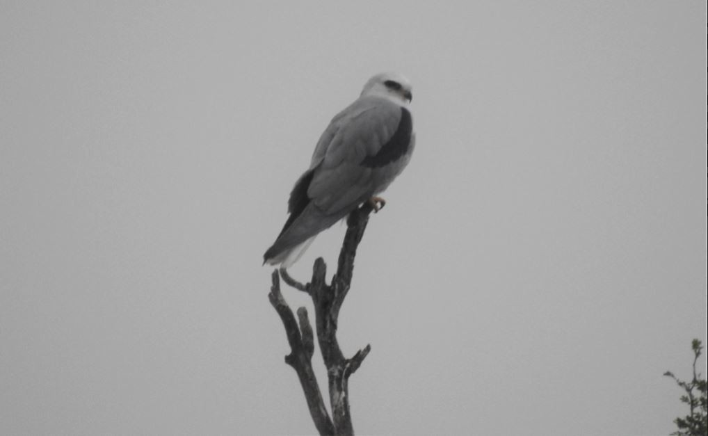 White-tailed Kite - ML536905791