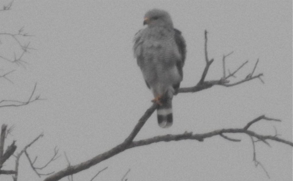 Gray Hawk - ML536905901