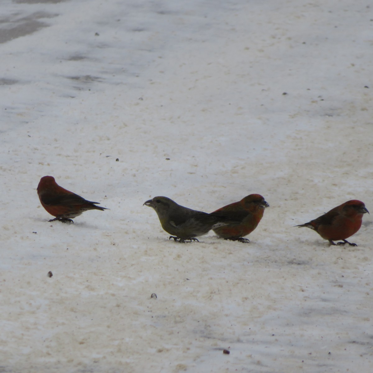 Red Crossbill - ML536907281