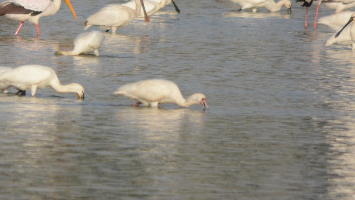 African Spoonbill - ML536907461