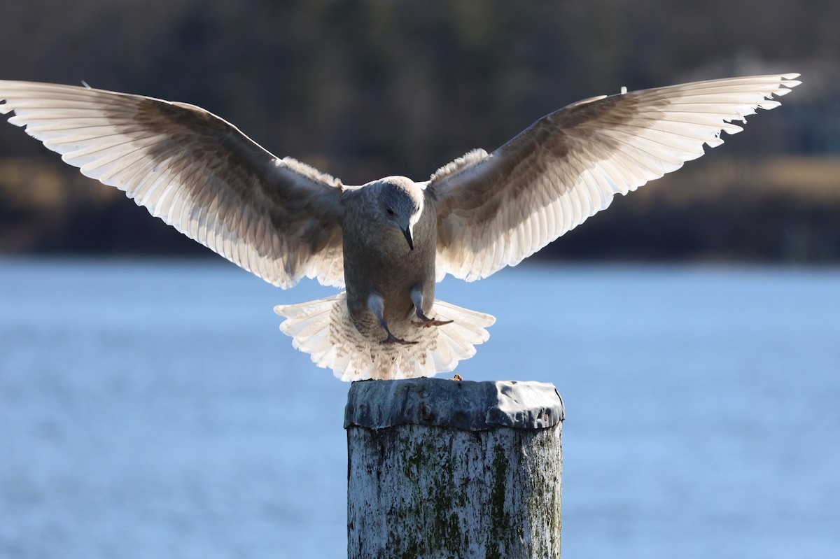 Iceland Gull - ML536907761