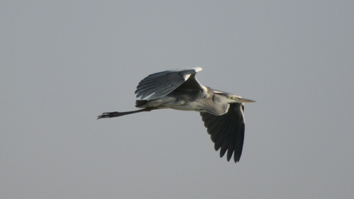 Gray Heron - ML536907781