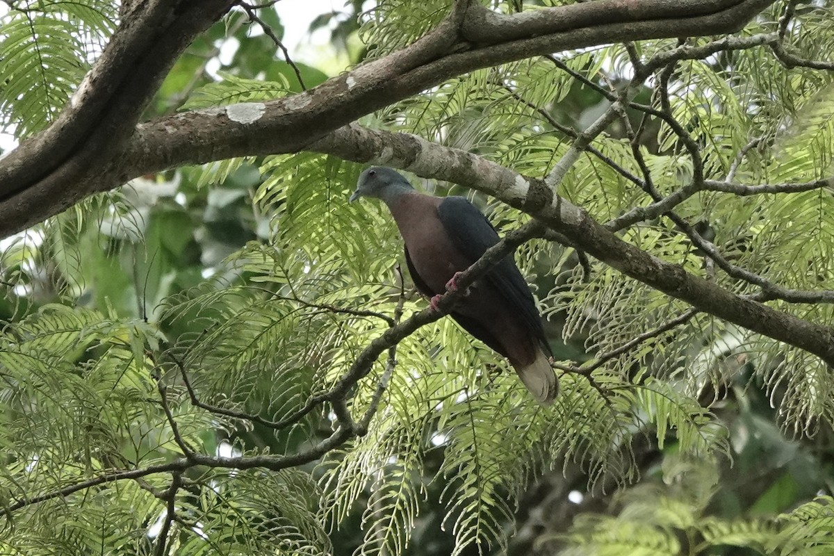 Western Bronze-naped Pigeon - ML536908061