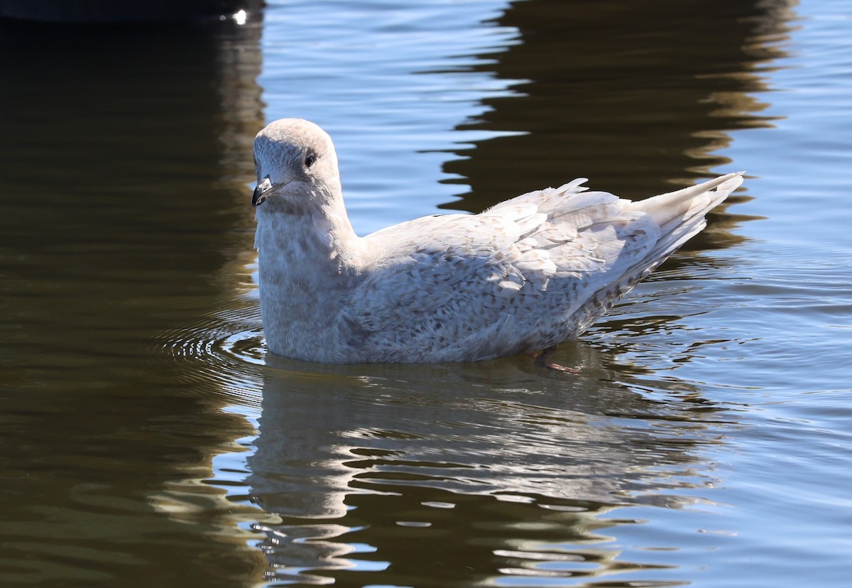 Iceland Gull - ML536908121