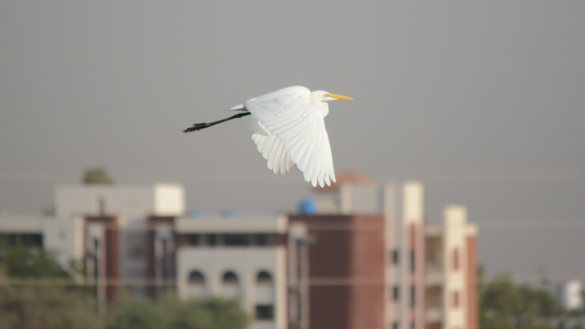 Great Egret - ML536908211