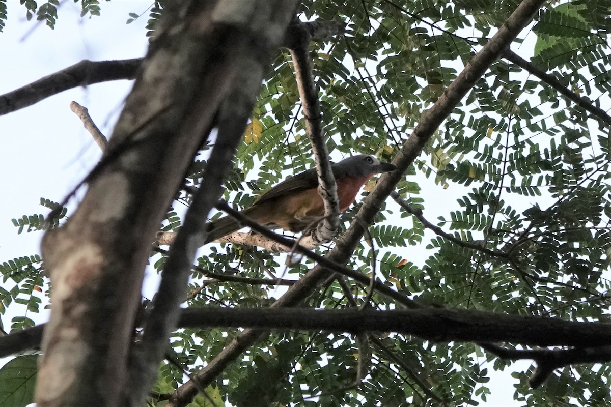 Fiery-breasted Bushshrike - ML536908351