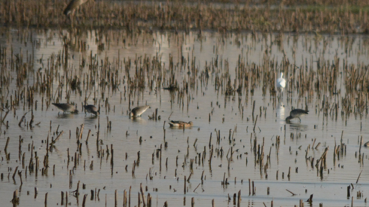 Black-tailed Godwit - ML536908491