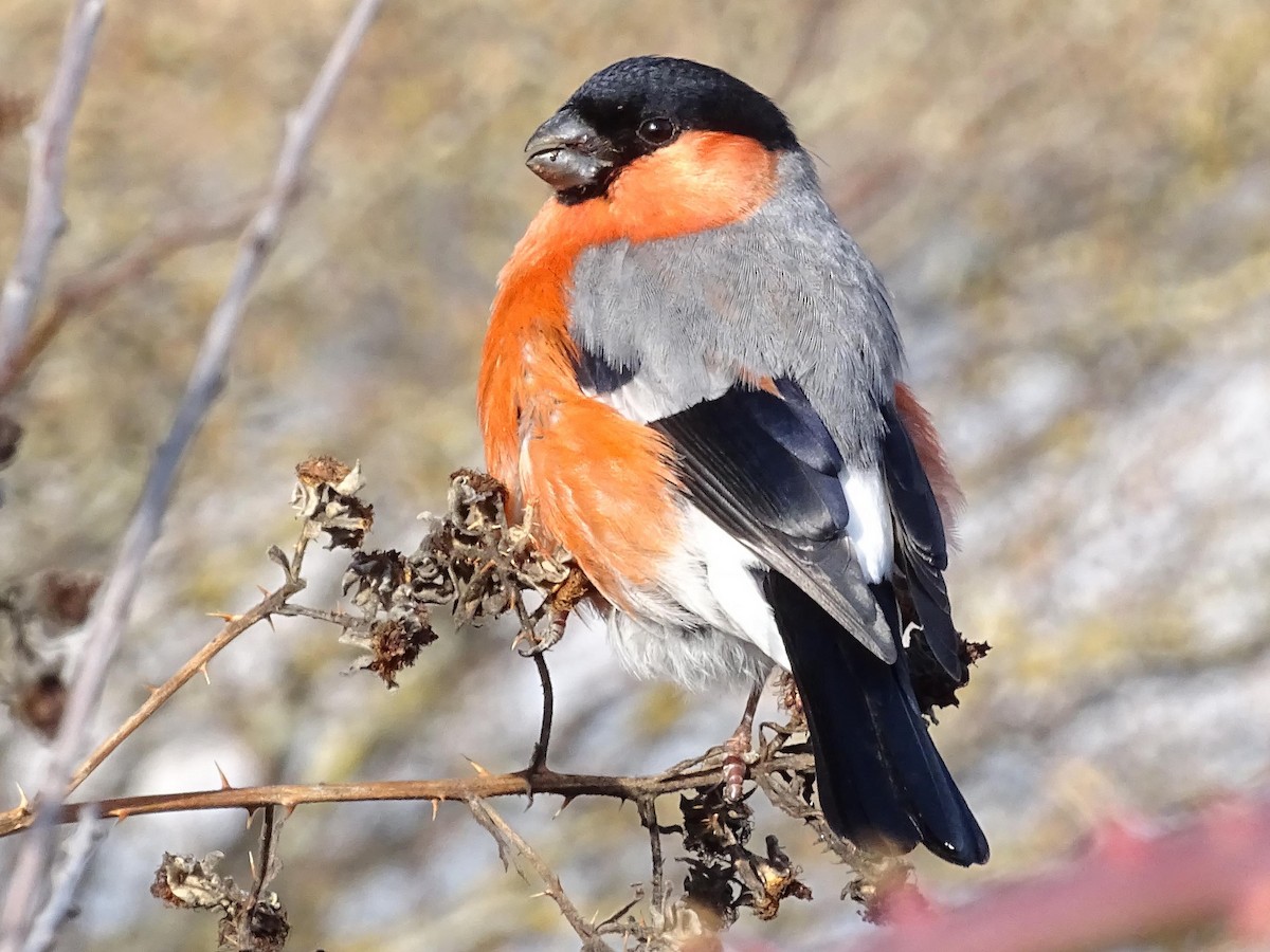 Эгэл зана - ML536908691