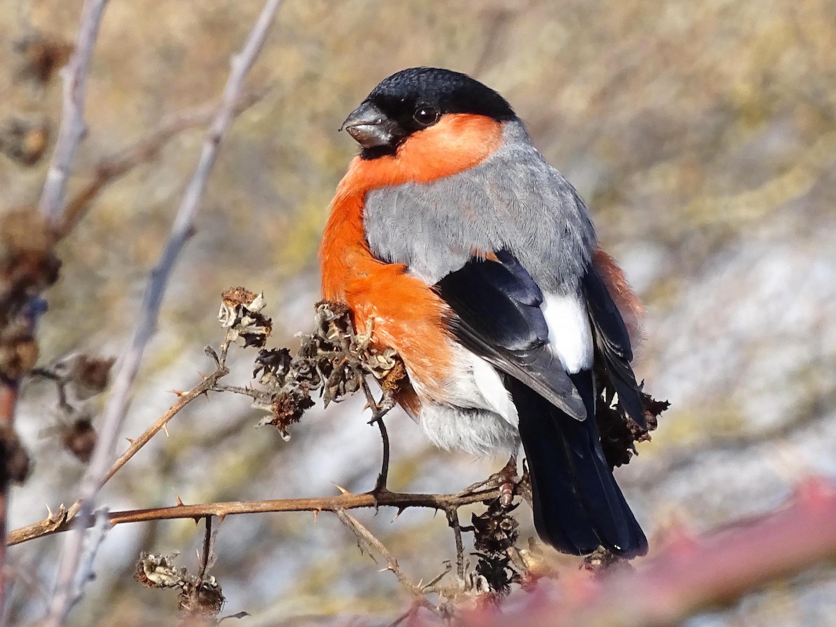 Эгэл зана - ML536908711