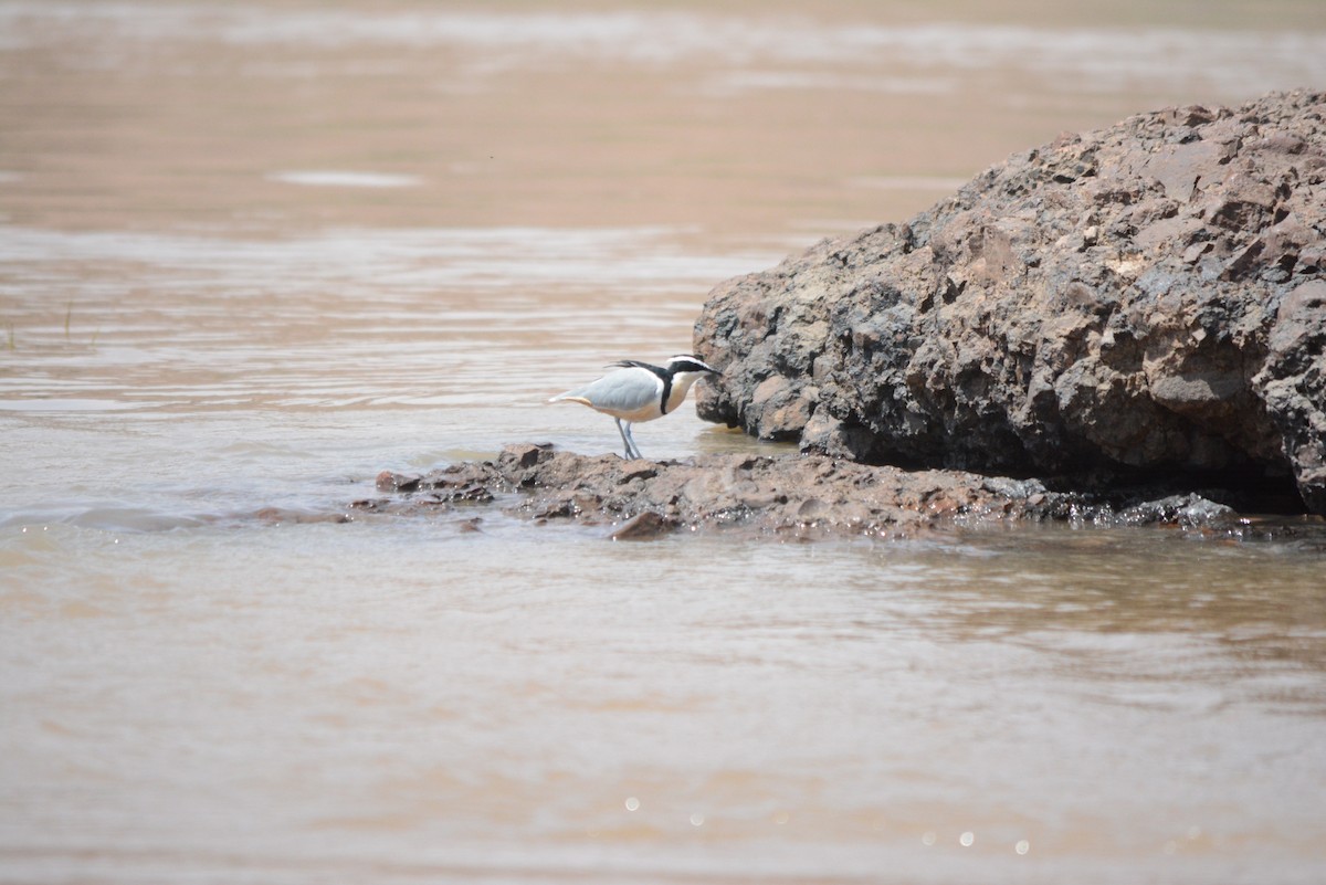 Egyptian Plover - ML536909671