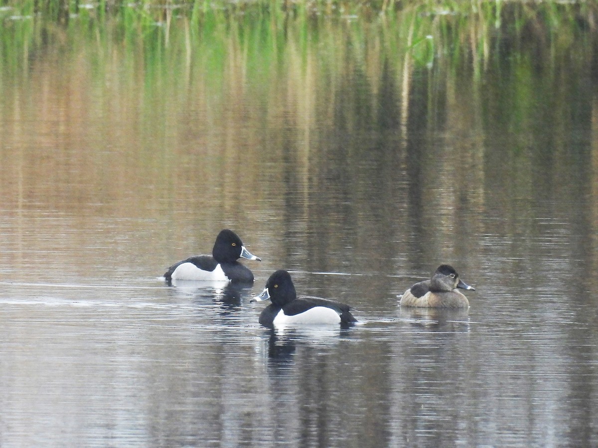 Ring-necked Duck - ML536910821