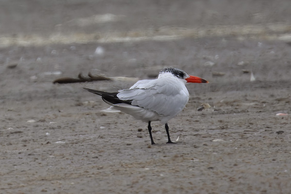 Caspian Tern - ML536910861