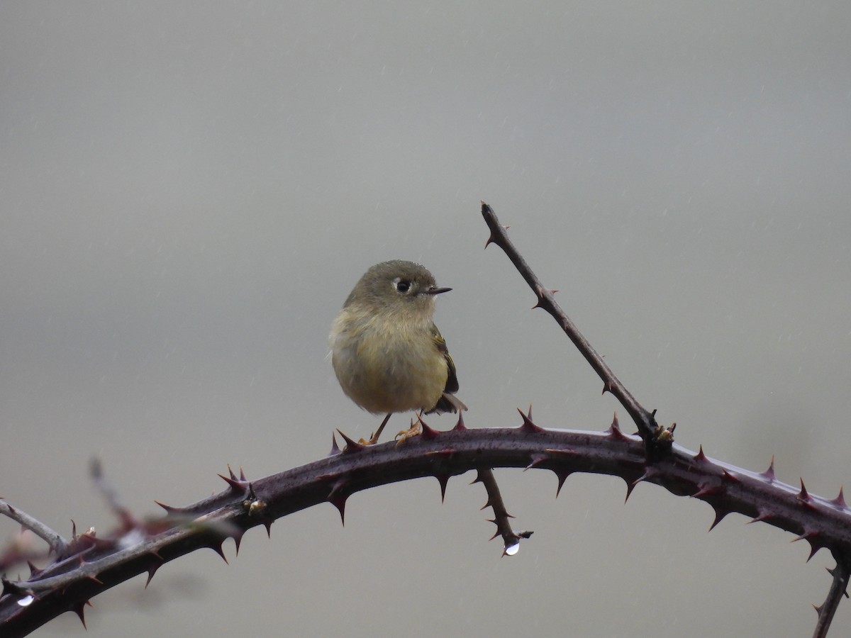 Ruby-crowned Kinglet - ML536911201