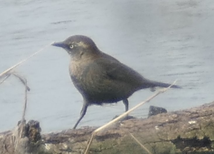 Rusty Blackbird - ML536911351