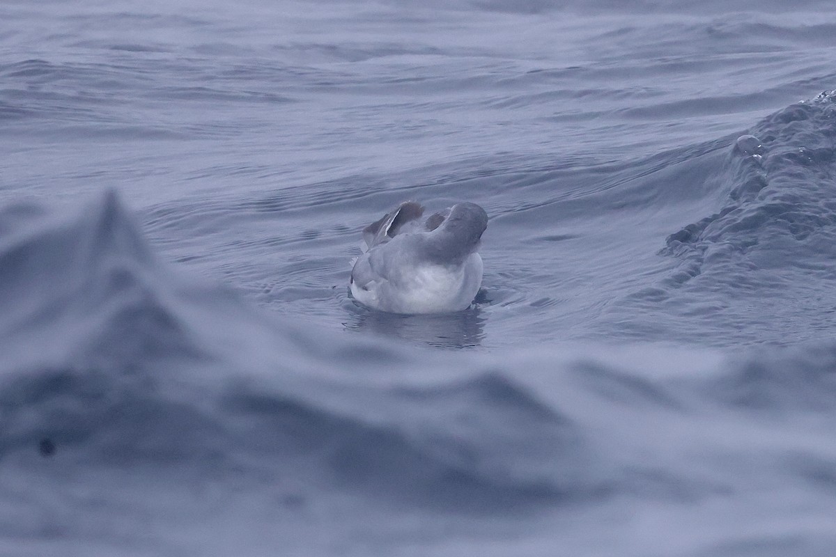 Fulmar Prion - Mike Sylvia