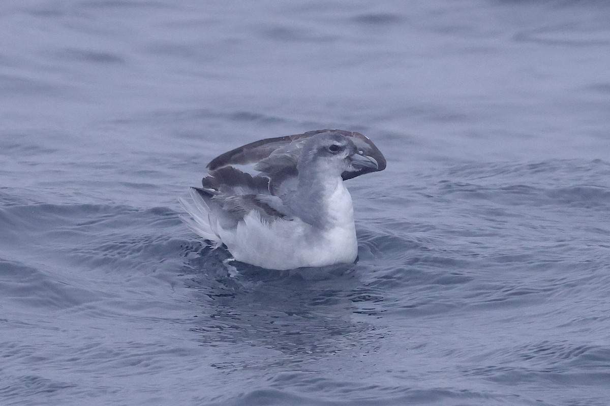 Fulmar Prion - ML536911621