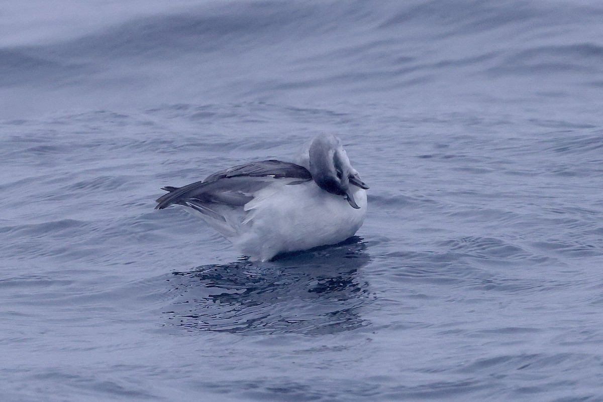 Fulmar Prion - Mike Sylvia