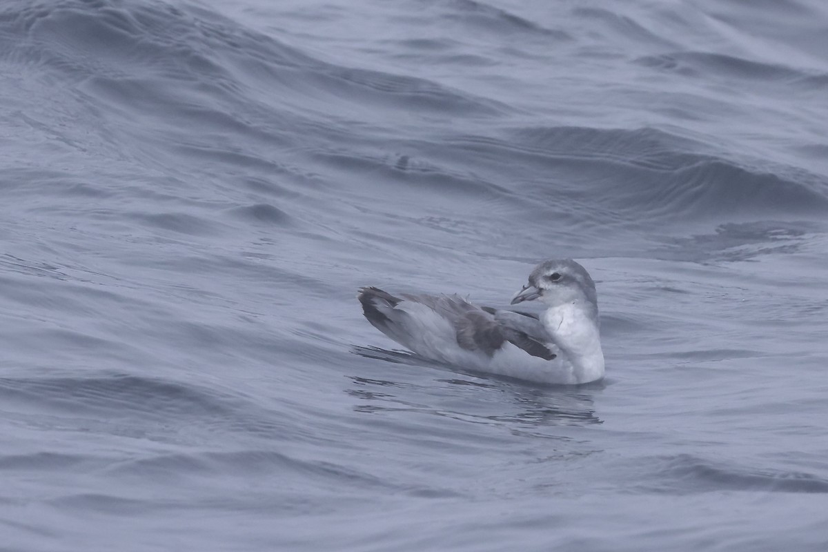 Fulmar Prion - ML536911651