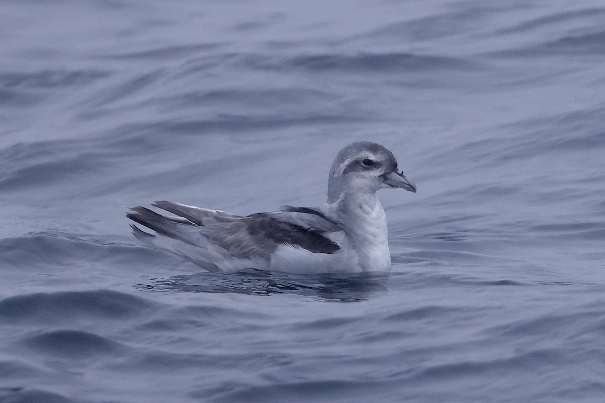 Fulmar Prion - Mike Sylvia