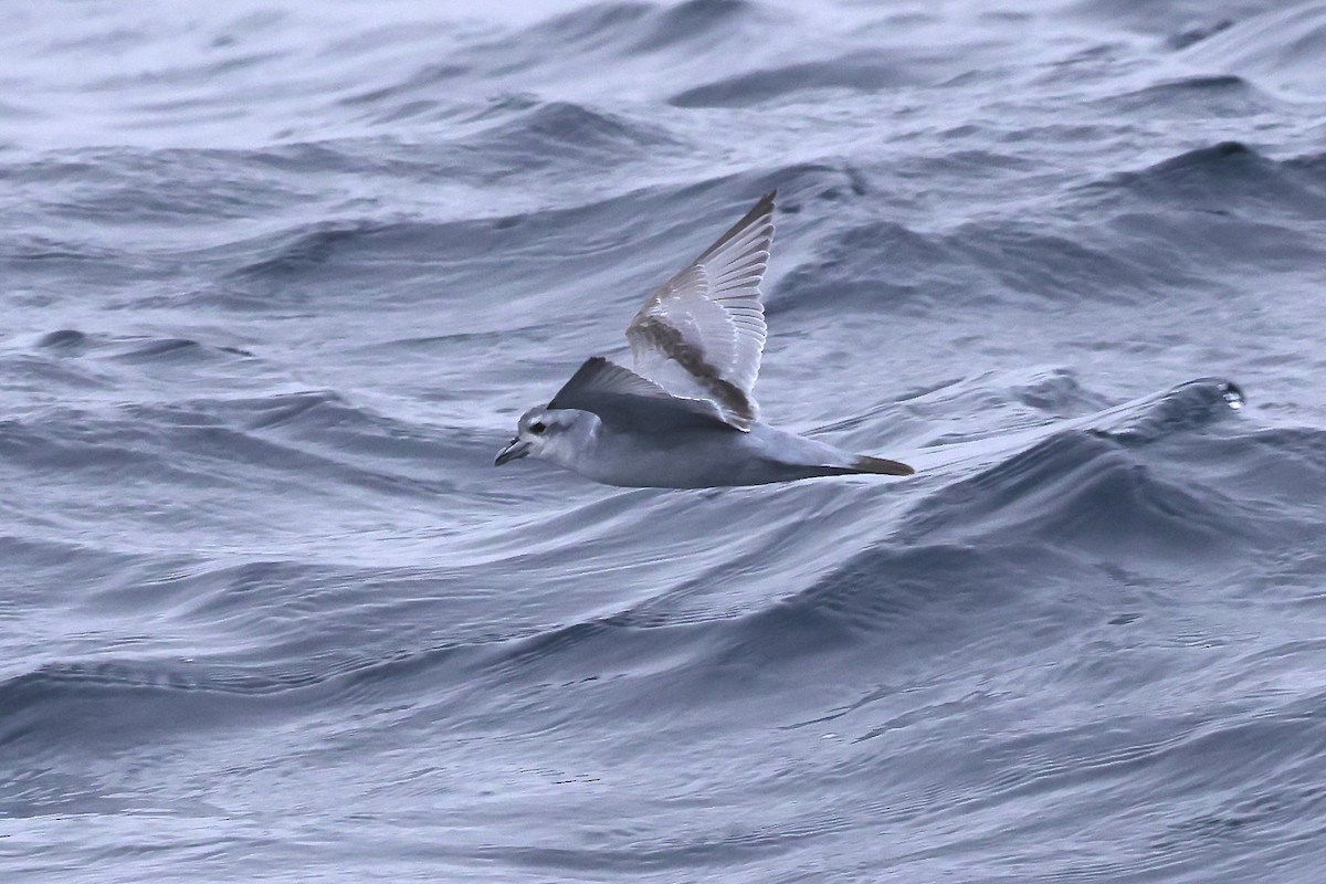 Fulmar Prion - ML536911711