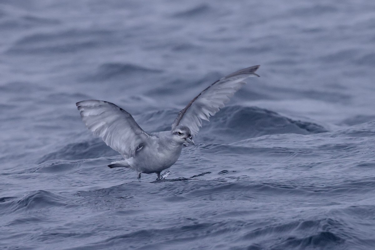 Fulmar Prion - ML536911891