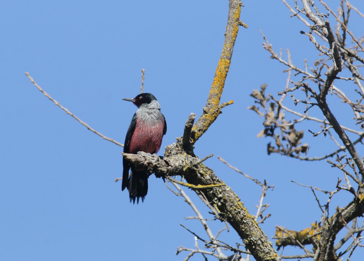 Lewis's Woodpecker - ML536912661