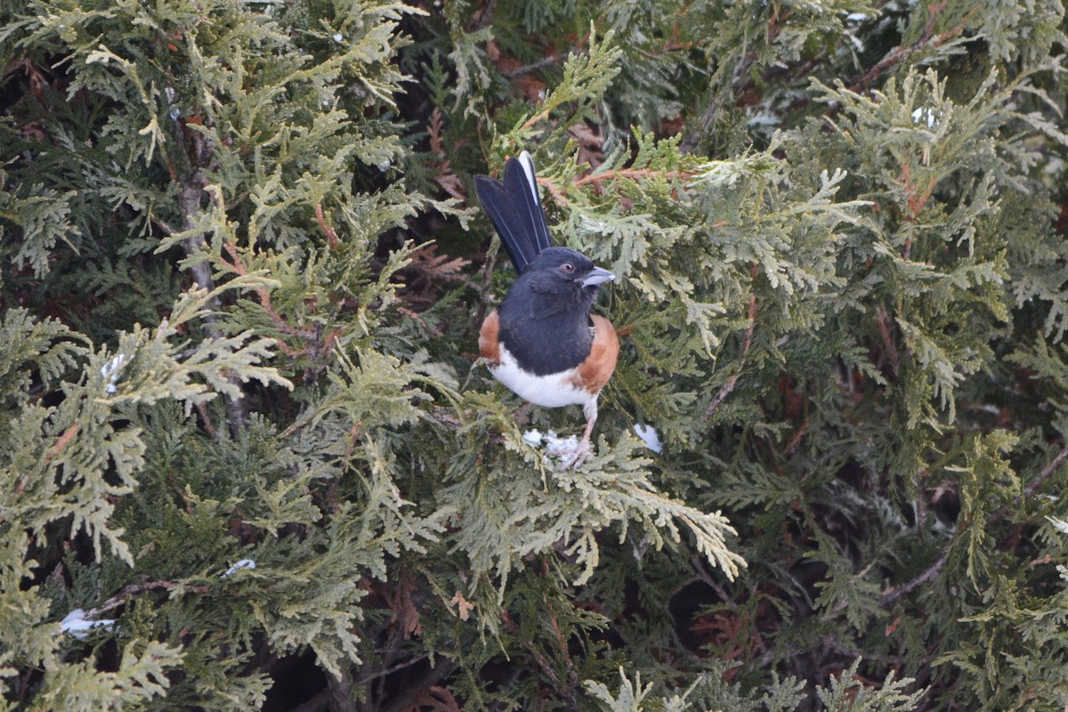 Eastern Towhee - ML536913871