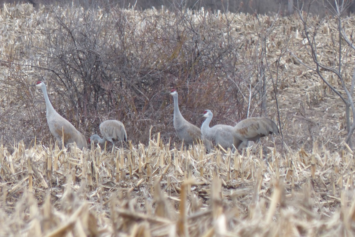 Sandhill Crane - ML53691401