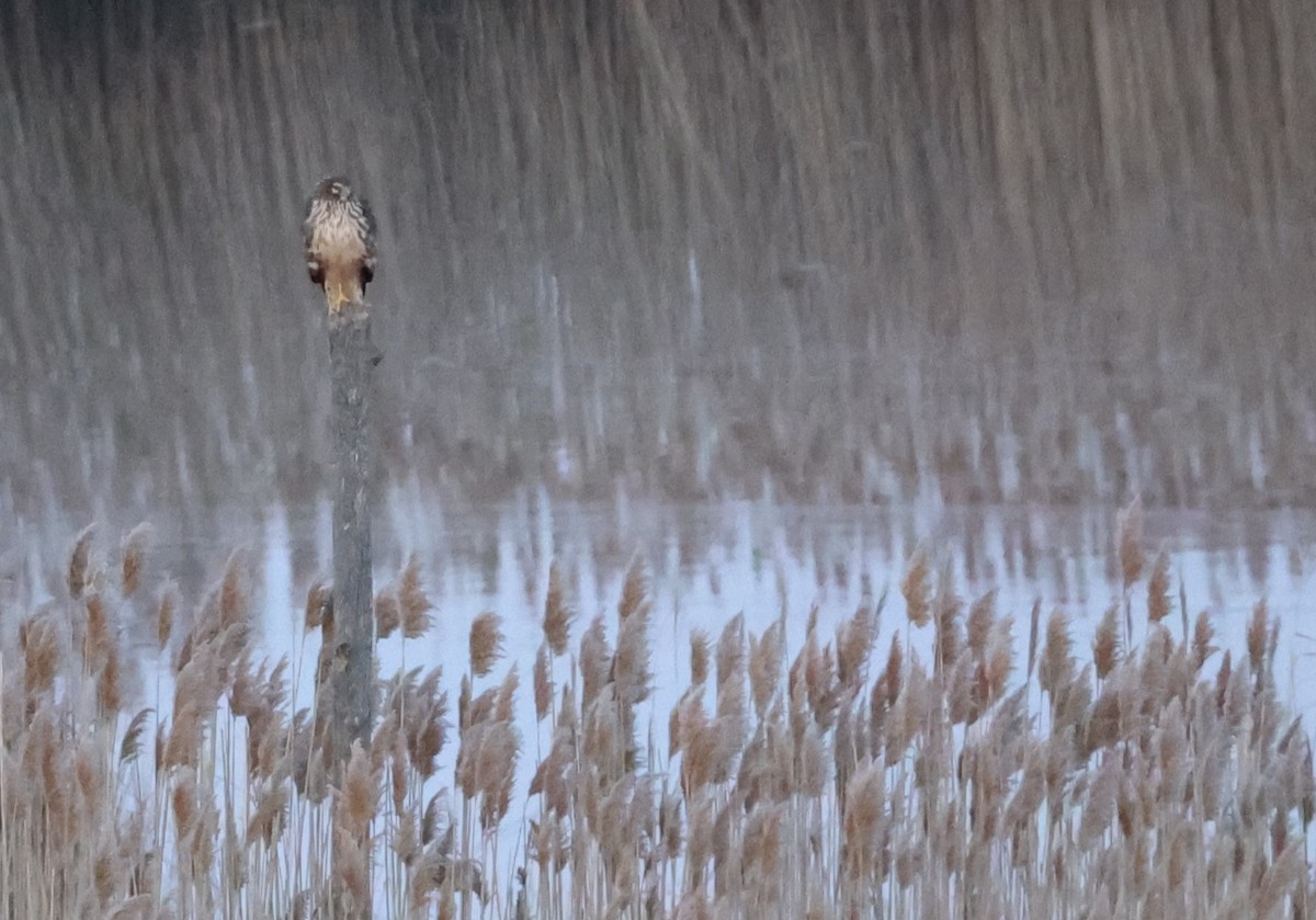 Northern Harrier - ML536914501