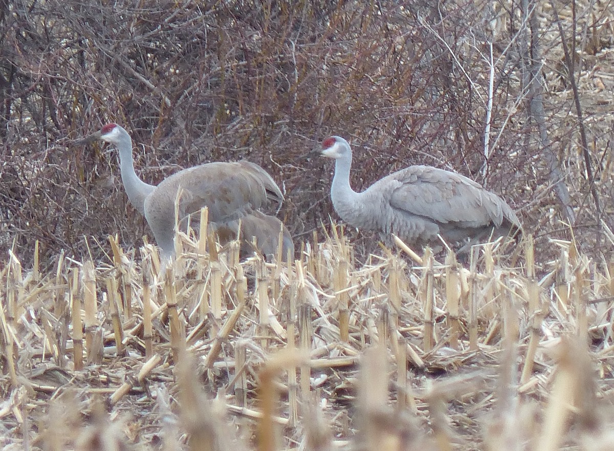 Sandhill Crane - ML53691461