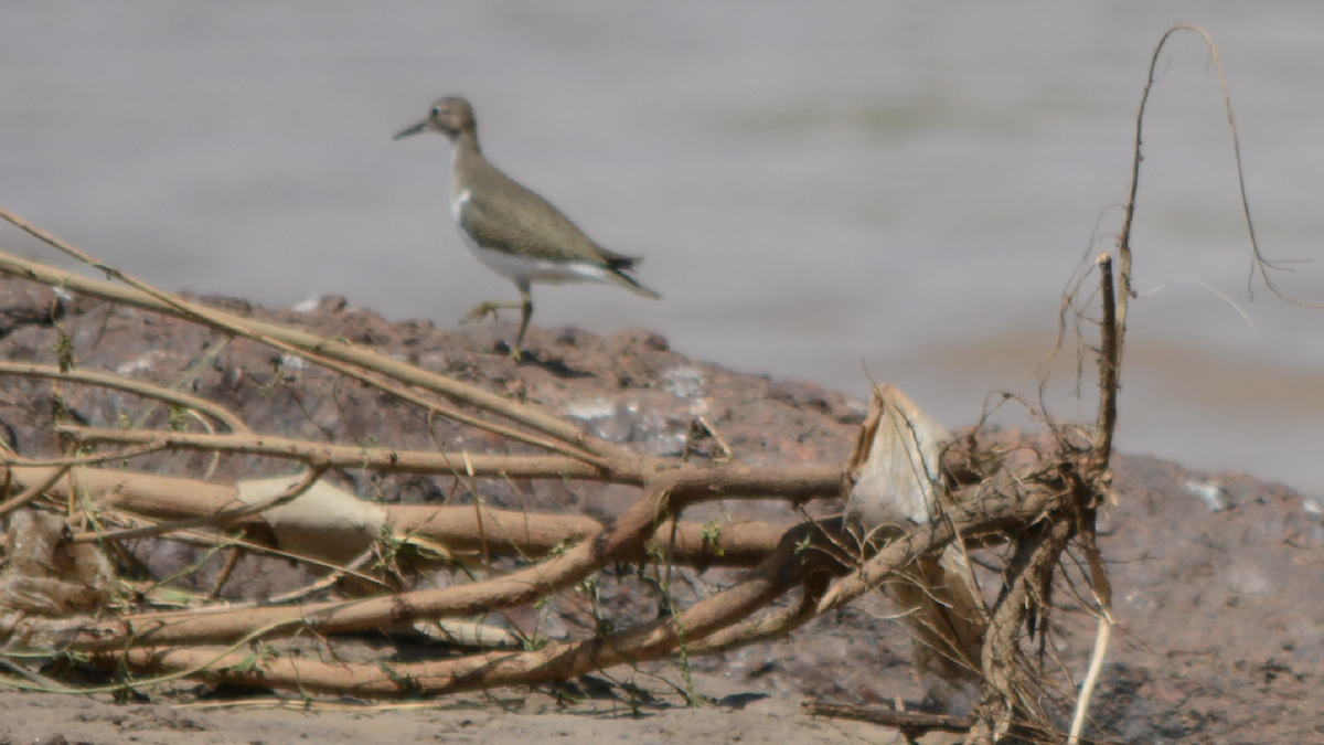 Common Sandpiper - ML536915261