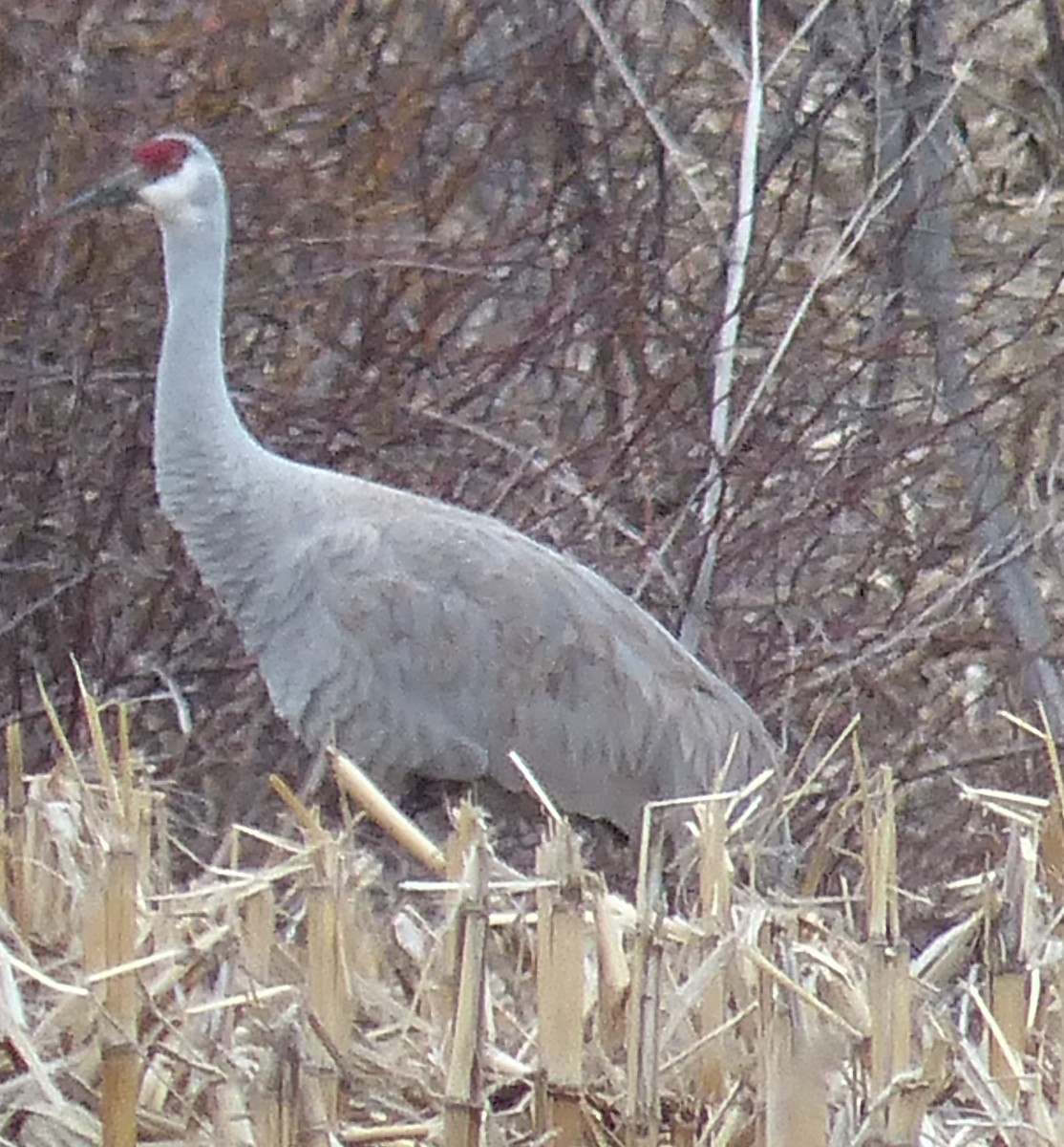 Sandhill Crane - ML53691571