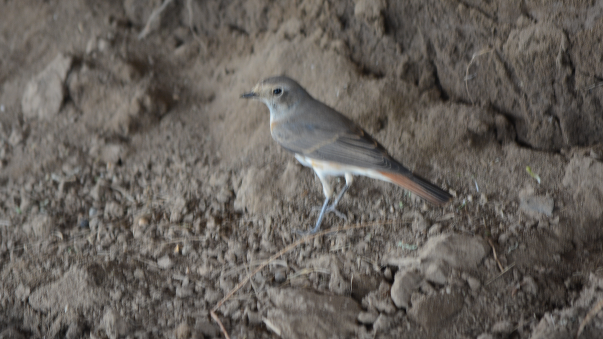 Common Redstart - ML536916061