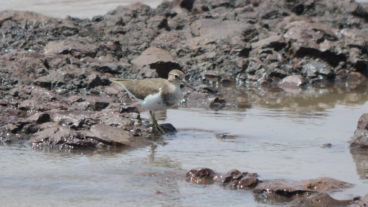 Common Sandpiper - ML536916191