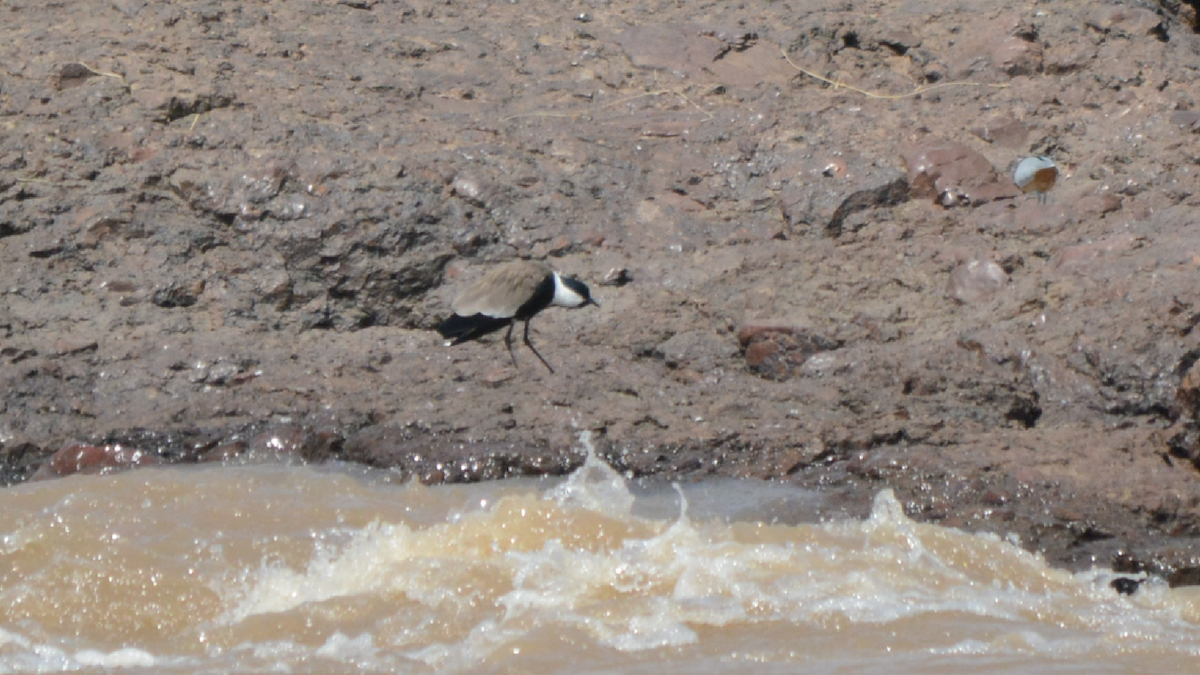 Spur-winged Lapwing - ML536916291