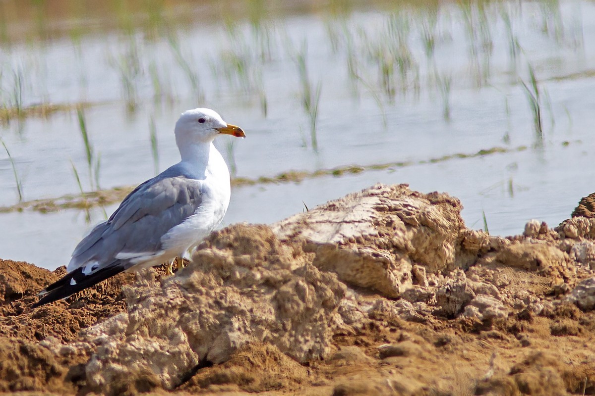 Gaviota Armenia - ML536916691